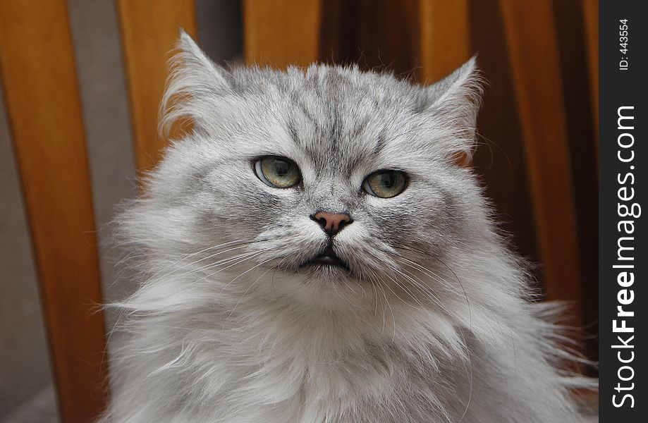 Persian Chinchilla Cat