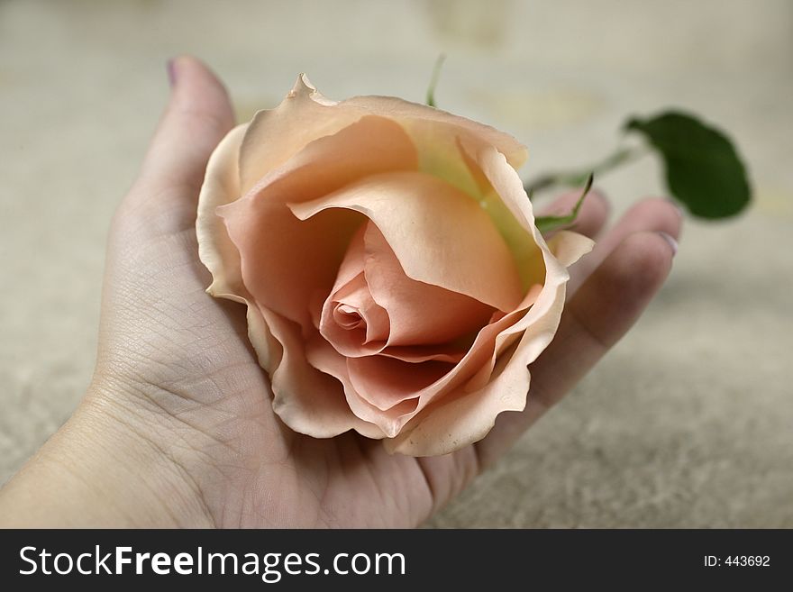 Female hand holding a pink rose. Female hand holding a pink rose