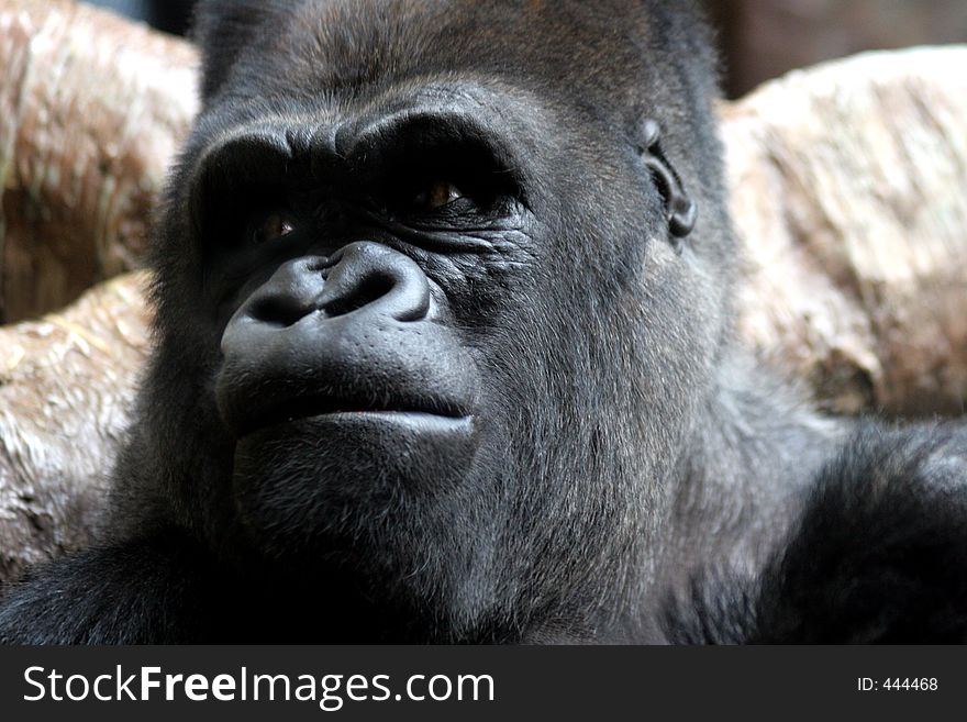 Close up head shot of Male Gorilla