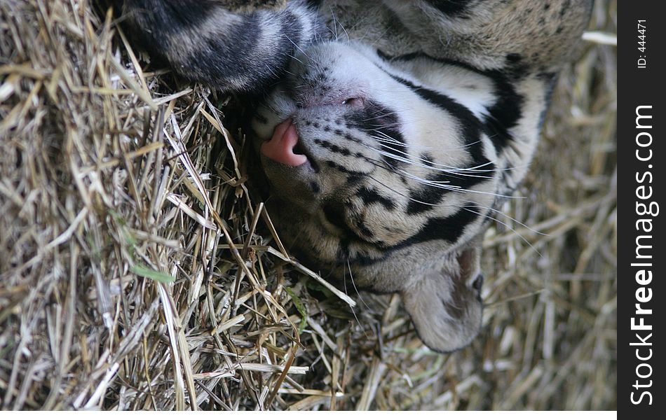 Baby Leopard Cub lying in straw in the Cleveland, Ohio Zoo.