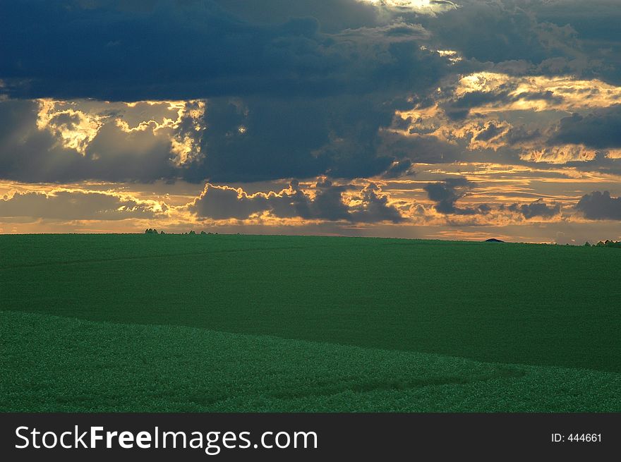 A corn plantation in the sunset