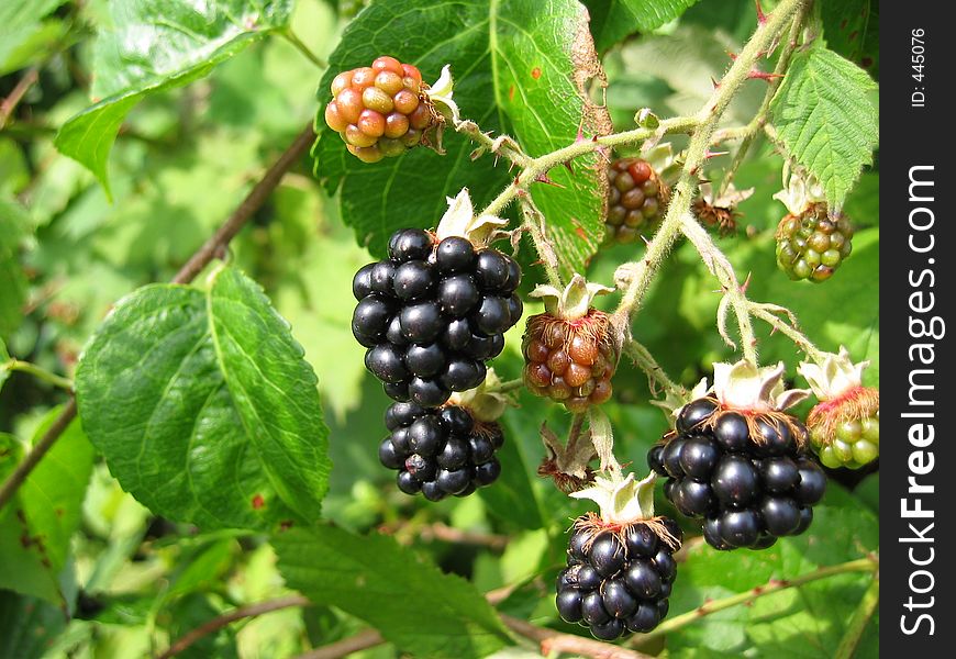 A branch of blackberries
