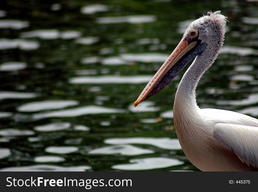 Colourful Pelican