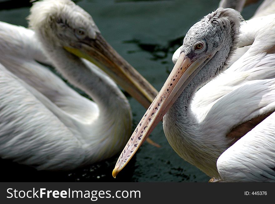 First Pelican sharply focused with second pelican softly focused. First Pelican sharply focused with second pelican softly focused