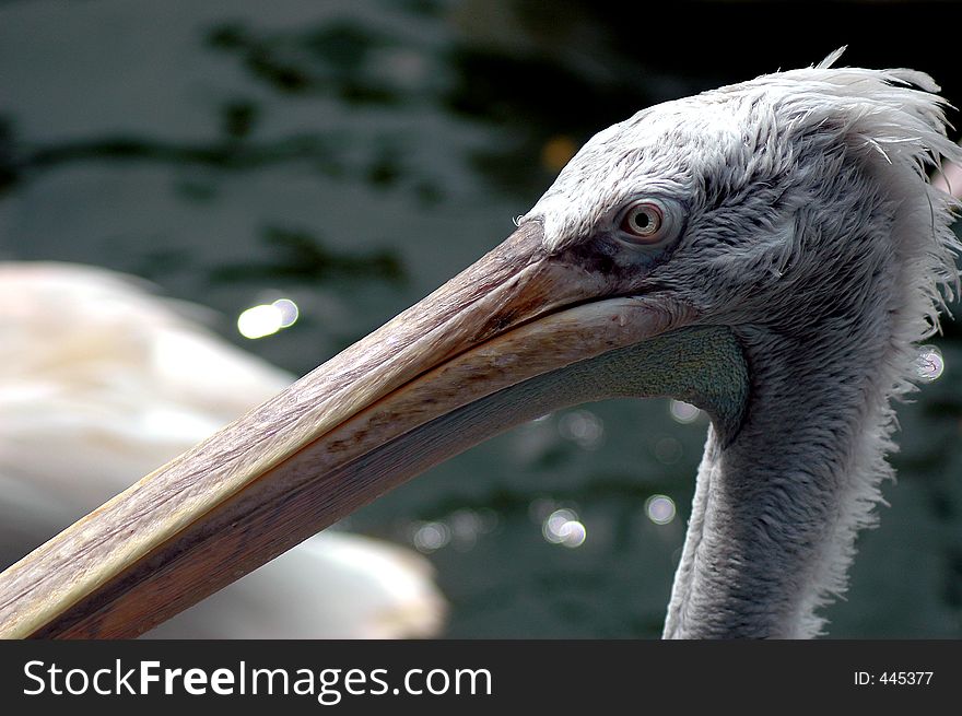 Pelican Hunting