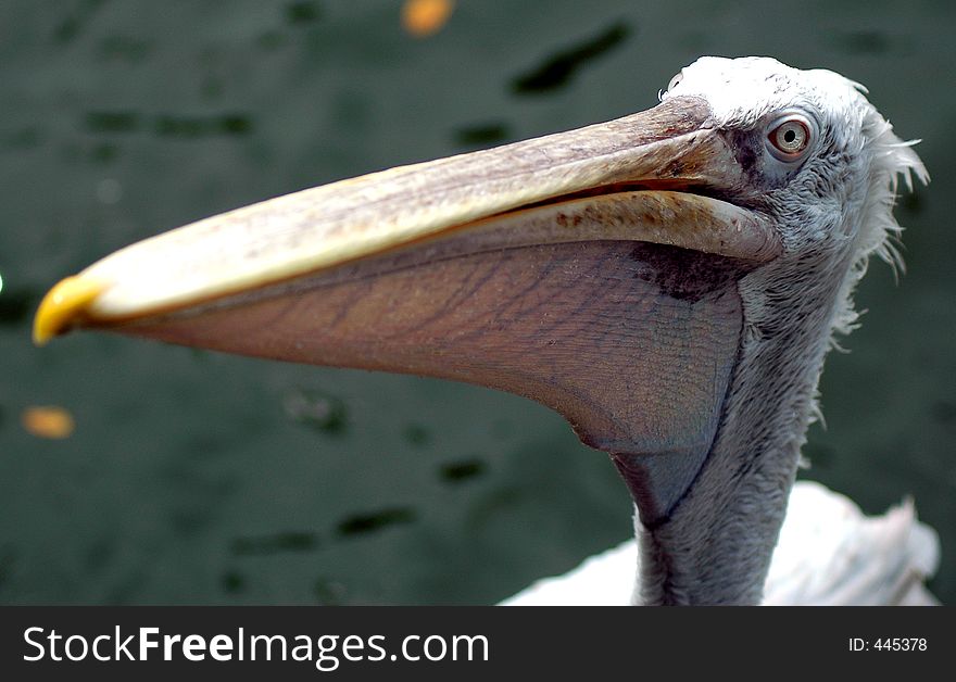 Pelican