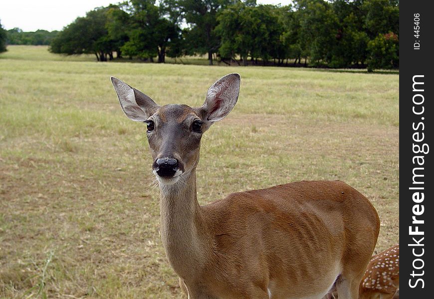 A mother deer standing in a field. A mother deer standing in a field