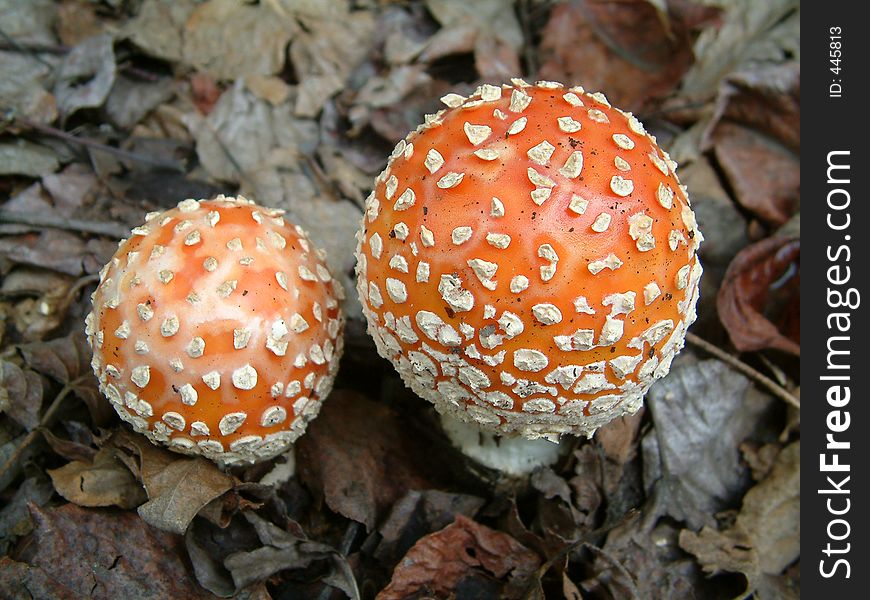 Amanita muscaria or Fly Agaric. Amanita muscaria or Fly Agaric