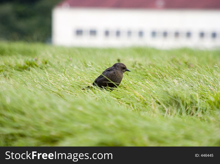 A small bird hunts for bugs in a grass field. A small bird hunts for bugs in a grass field.