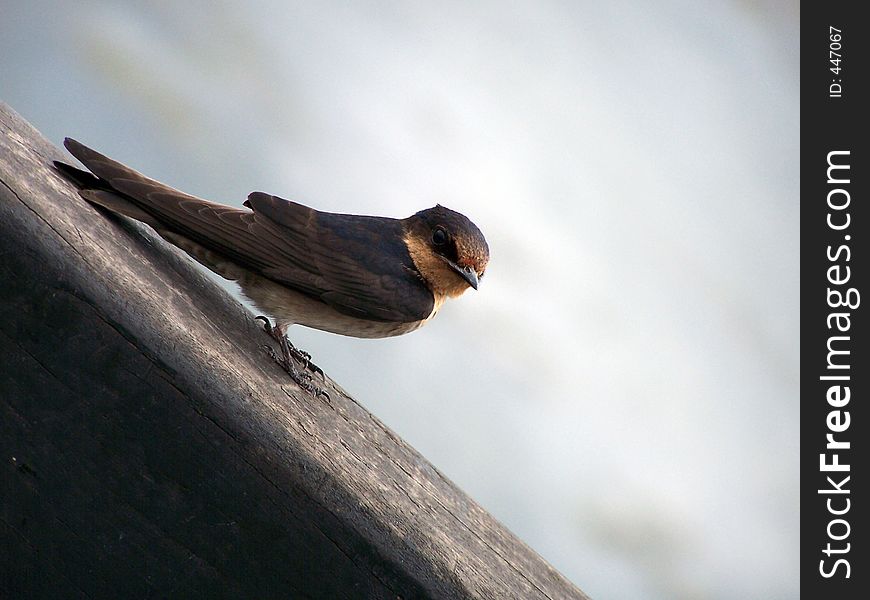 A beautiful brown bird near a pond. A beautiful brown bird near a pond.