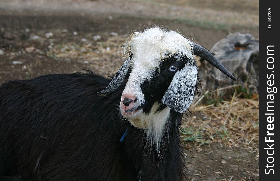 Turkish goat