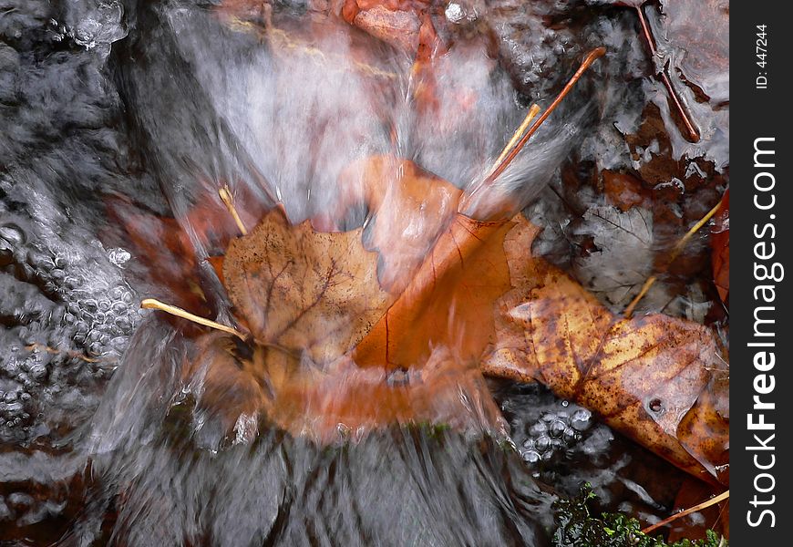 Fall leaves trapped under small water fall. Fall leaves trapped under small water fall