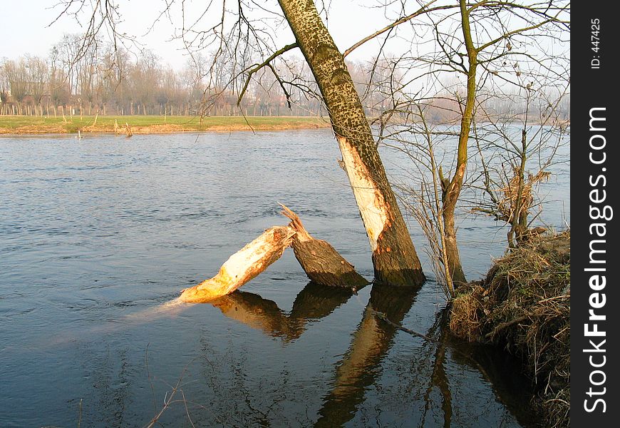 Beavers are building a dam. Beavers are building a dam