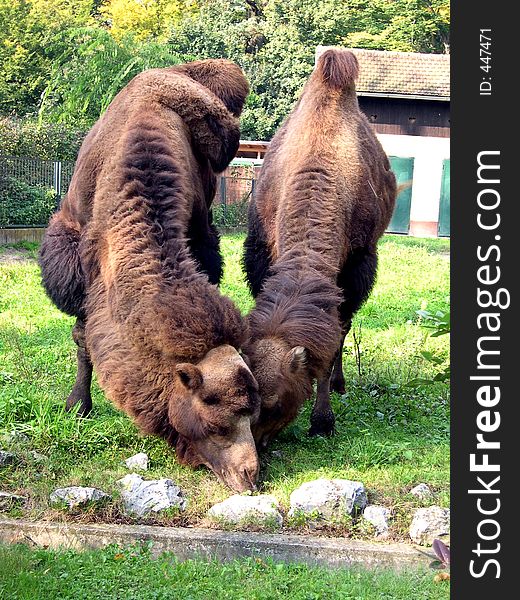 Camels eating