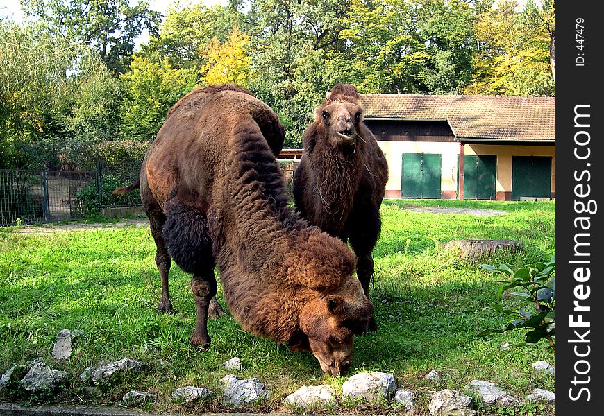 Two camels one eating other one looking