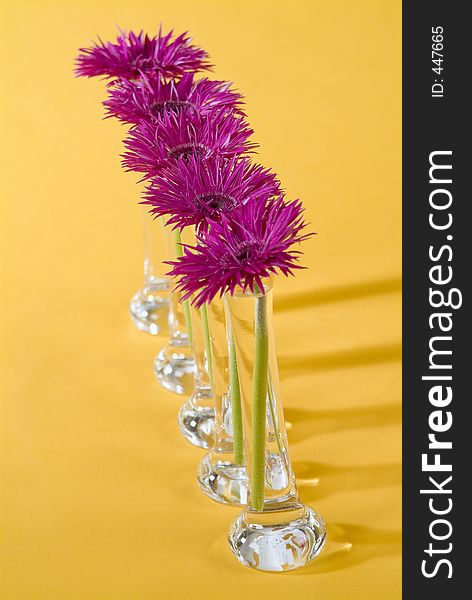 Purple gerberas in glasss vases