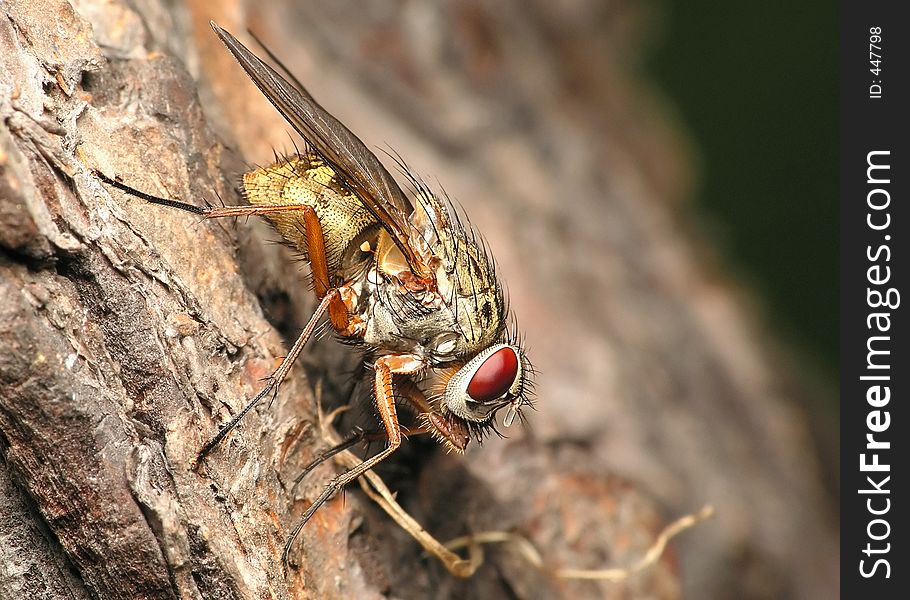 Very sharp golden fly. Very sharp golden fly