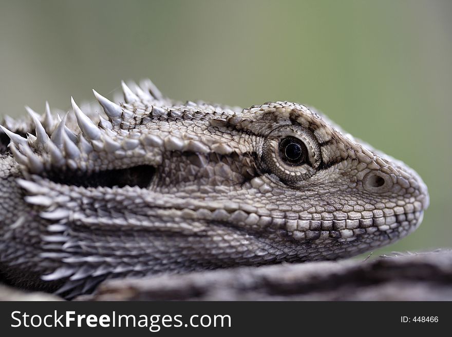 Closeup image of a young dragon lizard. Closeup image of a young dragon lizard