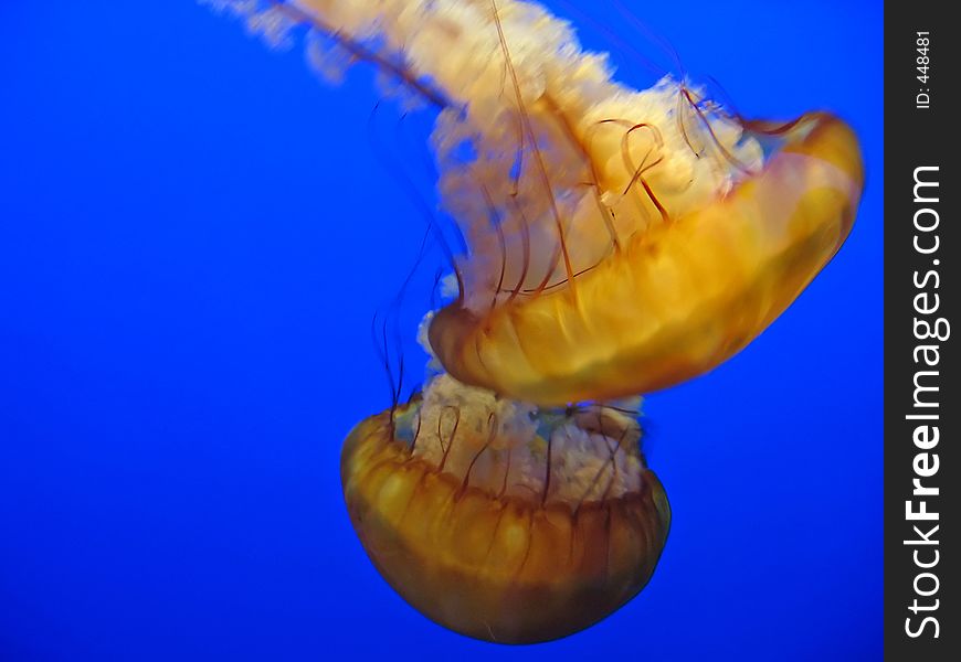 Jellyfish at Monterey Bay Aquarium, CA, USA