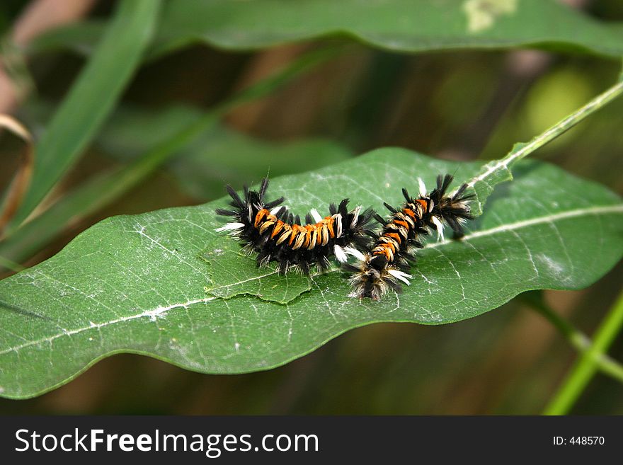 Two milkweed-tussock caterpillars on the leaf.