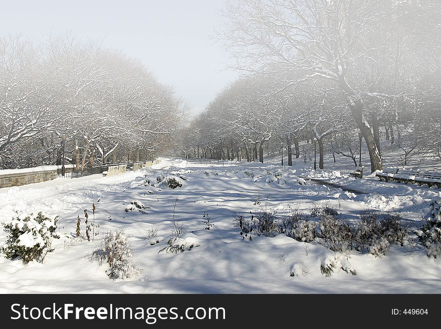 Winter fog in the park after a snowfall