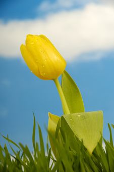 Tulip Flower Stock Photos Tulip Flower Stock Photos