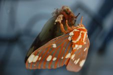 Colorful Moth Stock Images Colorful Moth Stock Images