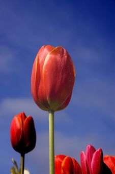 Red Tulip - Blue Sky Royalty Free Stock Photography Red Tulip - Blue Sky Royalty Free Stock Photography