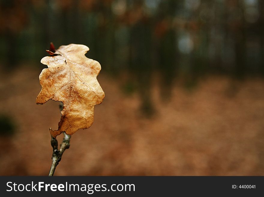 Single leaf in park(Chuchle,Czech republic)