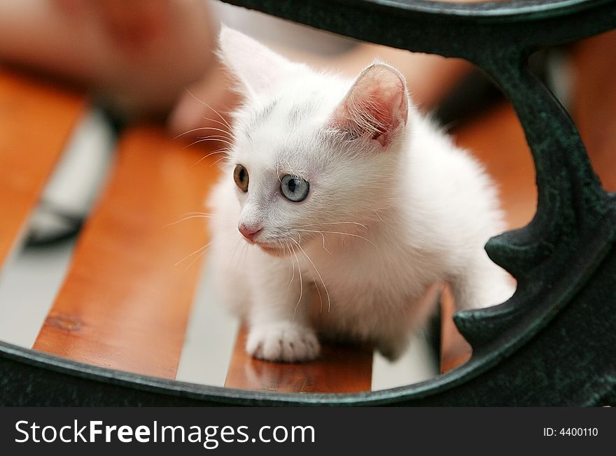 This kitty go out for the first time and outward the world of noodles was very curious. This kitty go out for the first time and outward the world of noodles was very curious.