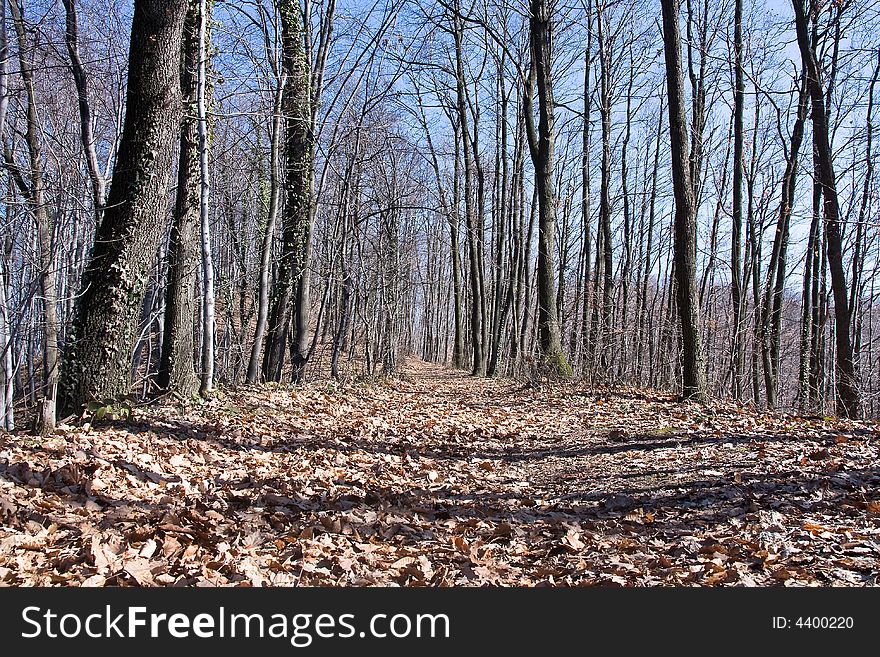 Trees along the path in forest