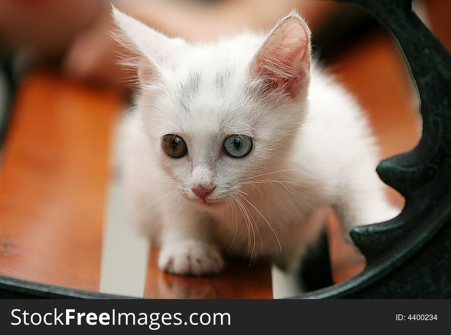 This kitty go out for the first time and outward the world of noodles was very curious. This kitty go out for the first time and outward the world of noodles was very curious.