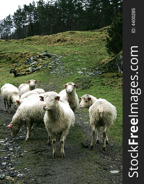 Sheep in nature waiting to be fed