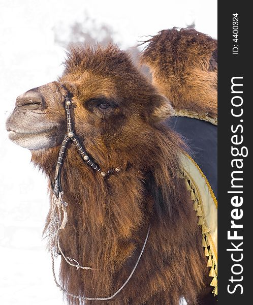 Camel in harness staying outdoors. Winter. Cold.