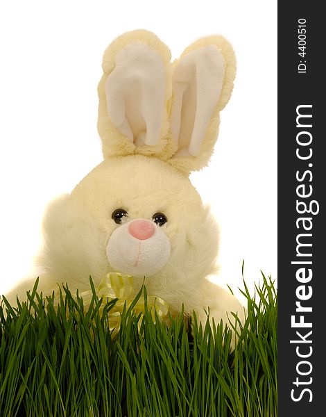 Easter bunny in grass with a white background.