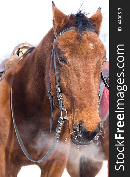 Horse in harness staying outdoors. Winter. Cold. Horse in harness staying outdoors. Winter. Cold.