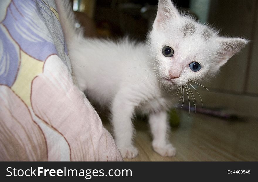 White Cat