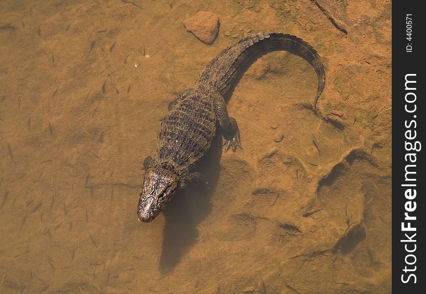 Caiman In Water.