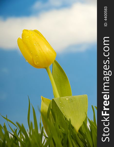 Tulip with water drops in green grass with a blue and cloudy sky. Tulip with water drops in green grass with a blue and cloudy sky.