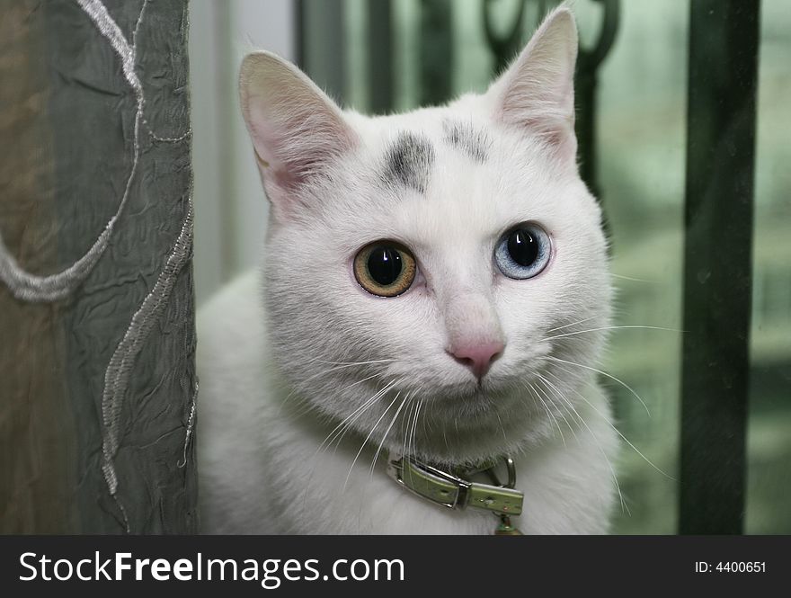 White cat　