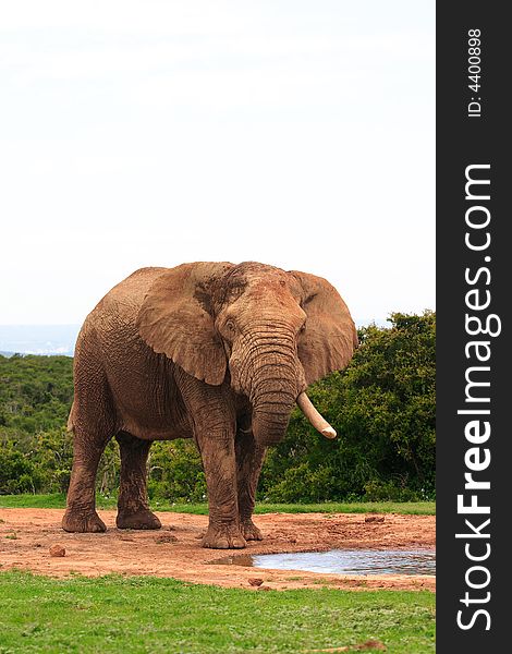 Elephant Bull (Loxodonta africana) with only one tusk