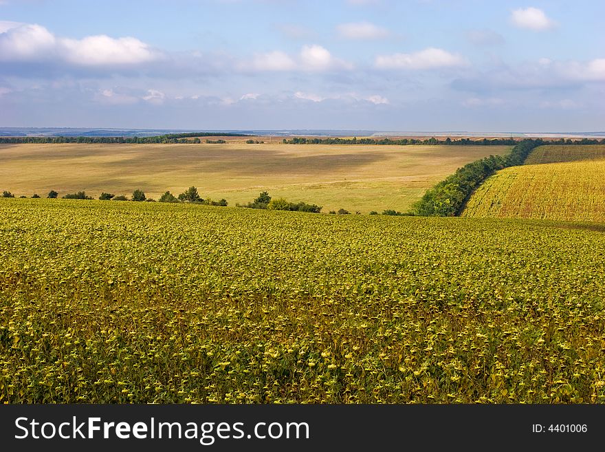 Rural view series: field on hill's field landscape. Rural view series: field on hill's field landscape