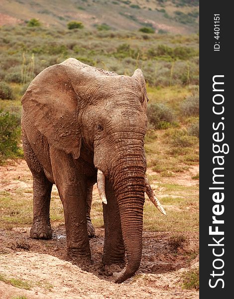 Elephant Bull (Loxodonta africana) at a mudhole