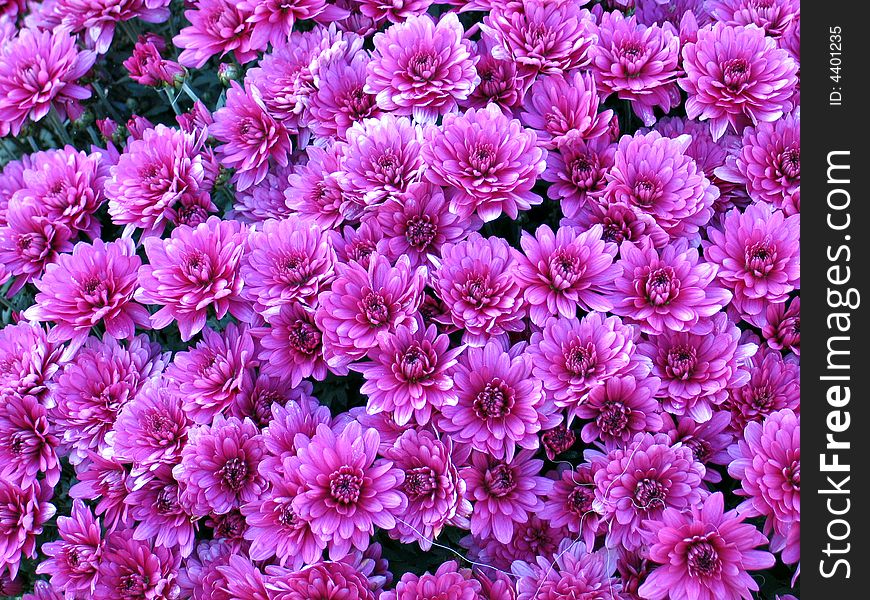 Bed of pink Dahlia flowers