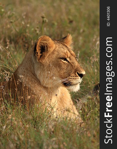 Young Lion (Panthera  leo) in long grass