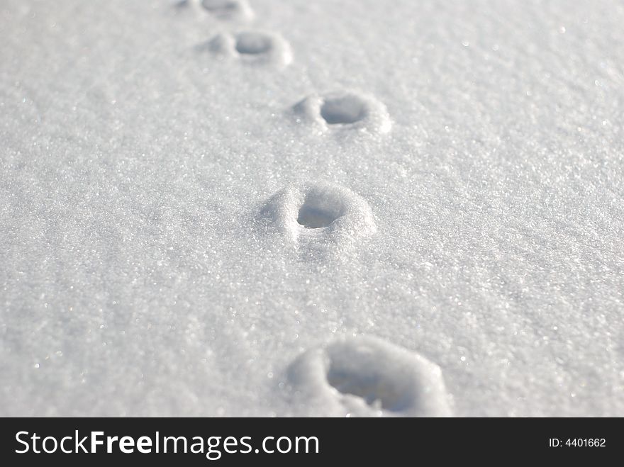 Small animal tracks in the freshly fallen snow