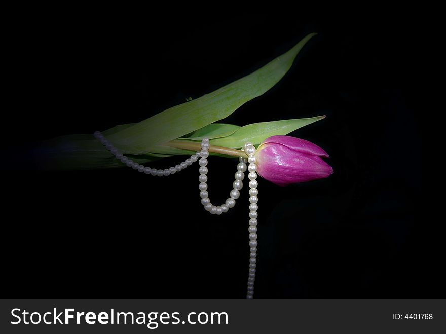 Illuminated magenta tulip wrapped in pearls. Illuminated magenta tulip wrapped in pearls.