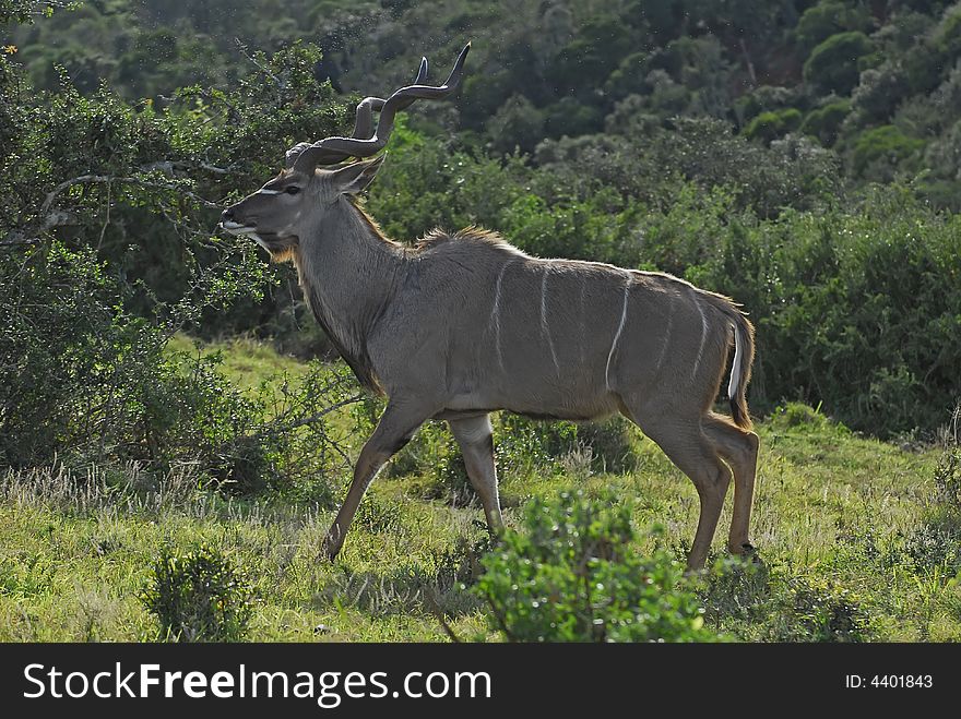 A Trophy Kudu Bull in its hilly Habitat. A Trophy Kudu Bull in its hilly Habitat