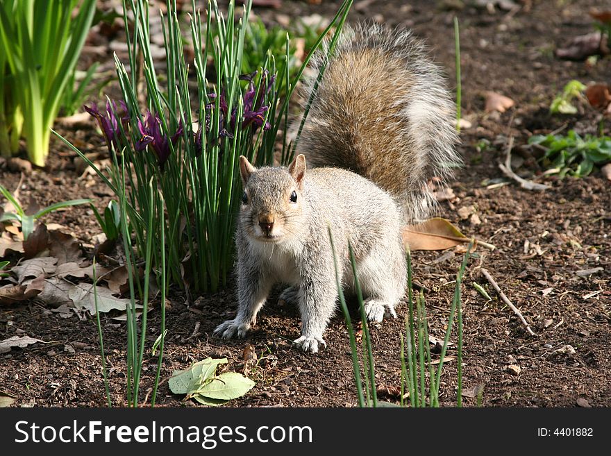 Squirrel and flowers