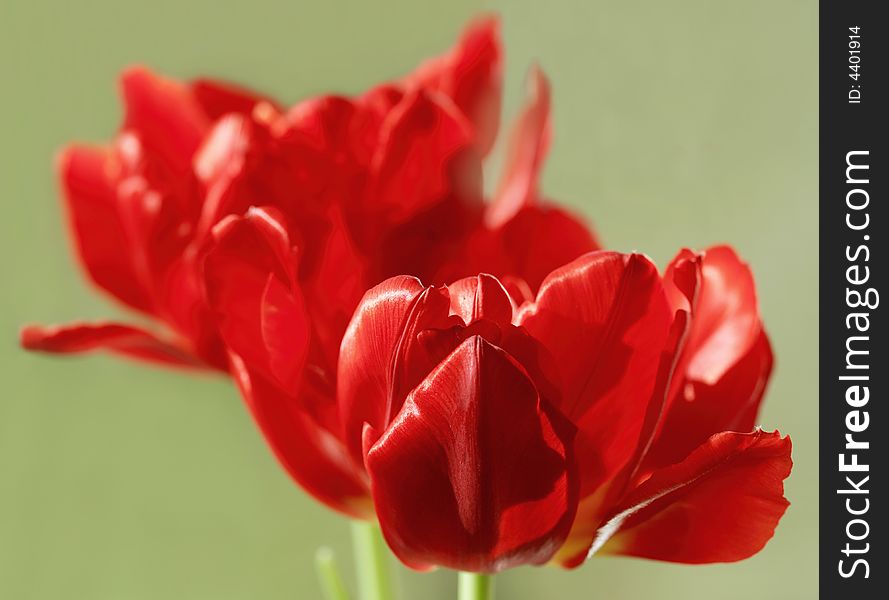 The group of red tulips at the natural light